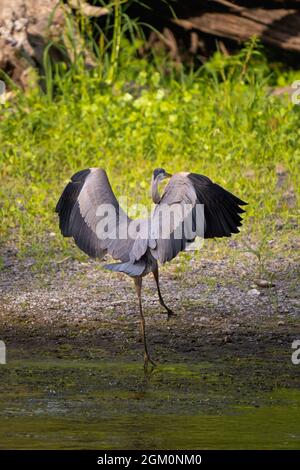 grande airone blu che allunga le sue ali sul lato del fiume Foto Stock