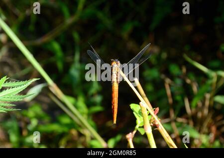 closeup la bella arancio marrone dragonfly tenere su erba pianta su fuori fuoco verde marrone sfondo. Foto Stock