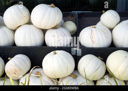 Pile di zucche bianche in vendita in un mercato, zucche fantasma Foto Stock