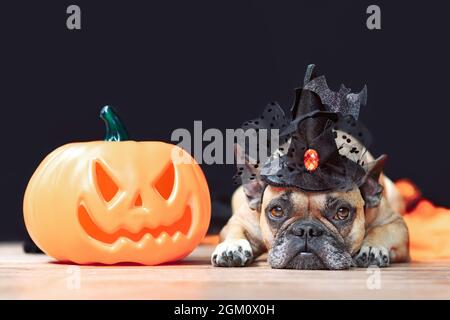 Cane Bulldog francese con cappello di strega in costume di Halloween accanto alla zucca scolpita che si trova di fronte a sfondo nero Foto Stock