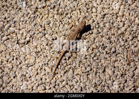 Veduta aerea di un Western Fence Lizard, sceloporo occidentalis, seduto su un pavimento in cemento. Foto Stock