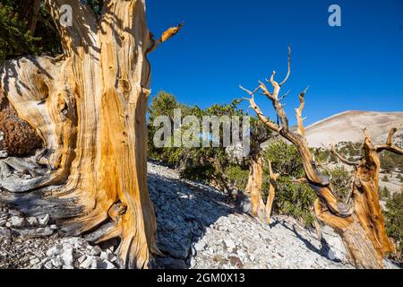 Antico pino bristlecone che mostra il ritorto e gnarled features.California, USA. Foto Stock