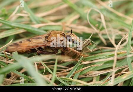 Un raro Hornet Robberfly, Asilus crabroniformis, che alimenta sulla sua preda un piccolo Grasshopper Marsh, Chorthippus albomarginatus . Foto Stock
