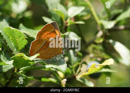 Una rara farfalla di Hairstreak marrone, Thecla betulae, arroccata su una foglia. Foto Stock