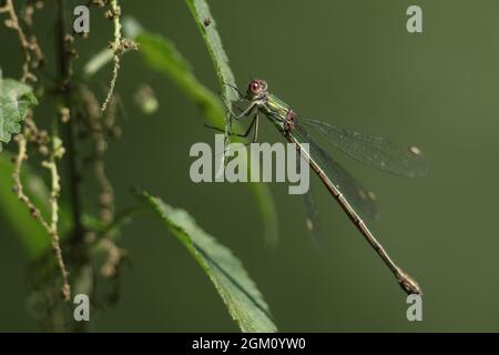 Una femmina Willow Emerald Damselfly, Chalcolestes viridis, che si posano su una foglia di Willow Tree. Foto Stock