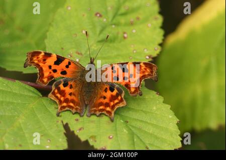 Una graziosa Butterfly di virgola, Polygonia c-album, arroccato su una foglia bramble. Foto Stock