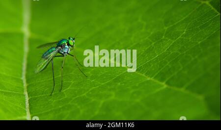 Insetto su una foglia verde Foto Stock