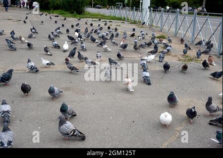 Un gregge di piccioni è seduto sull'asfalto Foto Stock