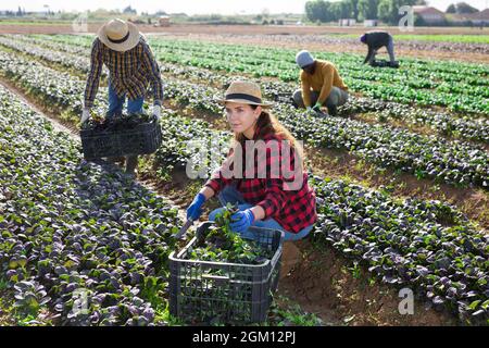 Gruppo di lavoratori agricoli che raccolgono la raccolta di canonigos rossi Foto Stock
