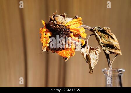 Un girasole selvatico in vaso di vetro su sfondo marrone Foto Stock