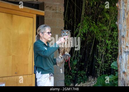 Tacoma, WA USA - circa Agosto 2021: Vista di un membro dello staff dello zoo femminile che gestisce un gufo cornato di fronte a una folla di persone al Point Defiance Zoo. Foto Stock