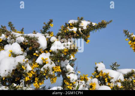 rami di gorse ricoperti di neve Foto Stock