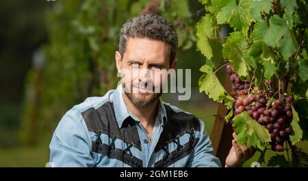 uomo vendemmiatore sulla vendemmia estiva. ritratto di enologo in foglie d'uva. agricoltore alla vite. Foto Stock