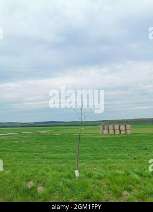 Primo piano di un singolo albero in un campo, cielo blu, erba verde, fieno accatastato in una giornata calda e soleggiata Foto Stock