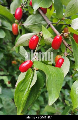 Cornus mas - bacche rosse mature sull'albero Foto Stock