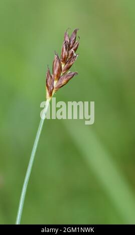 Saltmarsh Flat-Sedge - Blysmus rufus Foto Stock