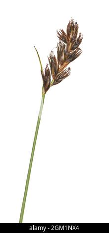 Saltmarsh Flat-Sedge - Blysmus rufus Foto Stock