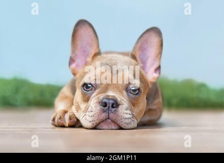 Cucciolo di cane Bulldog francese di 12 settimane Foto Stock