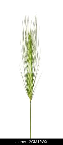 Wall Barley - Hordeum murinum Foto Stock