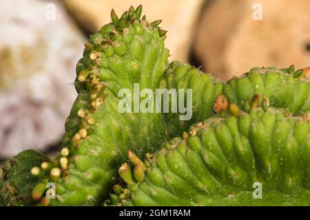 Cereus Repandus pianta nel giardino sotto il sole in Spagna Foto Stock