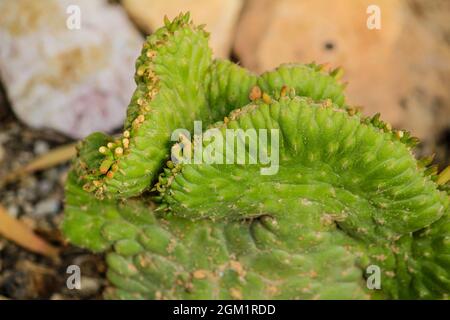 Cereus Repandus pianta nel giardino sotto il sole in Spagna Foto Stock