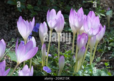 Crocus fiori autunnali nel mese di settembre Regno Unito Foto Stock