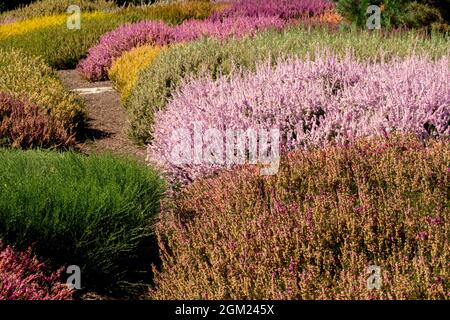 Bella erica autunno giardino in diversi colori Calluna vulgaris Callunas Foto Stock