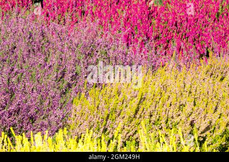 Giallo viola fiori rossi mescolati Calluna colorato in giardino Foto Stock