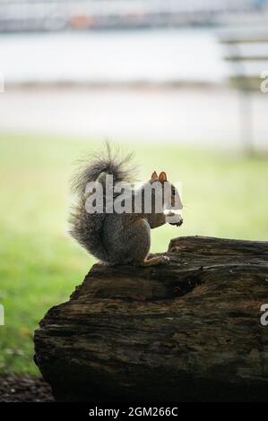 Giovane scoiattolo marrone che mangia noci sul ceppo nel parco Foto Stock