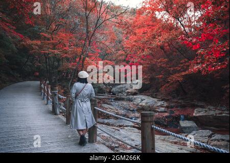 Donna asiatica che indossa cappello e cappotto invernale che cammina nella foresta d'acero d'autunno e nebbia al parco nazionale Foto Stock