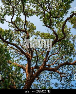 Sotto di ramo di Rain Tree, Samanea Samana foglie verdi con tronco marrone e cielo blu la sera Foto Stock