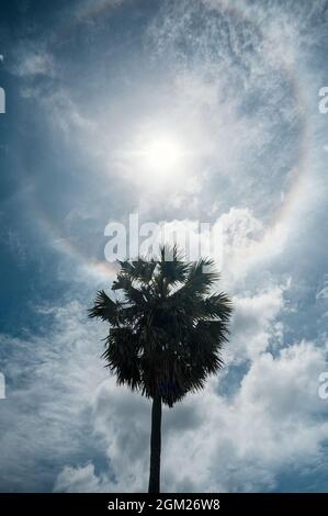 Albero di palma con alone di sole e nuvole nel cielo blu. Concetto estate e vacanza Foto Stock