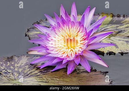 Laterlily di lavanda - Un waterlily rosa e giallo incontaminato vicino all'imbottitura del giglio. Questa immagine è disponibile anche in bianco e nero. Per visualizzare ulteriori i Foto Stock