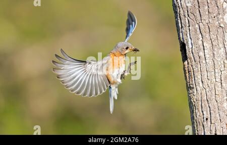 Bluebirds orientali - femmina Bluebird orientale in volo porta un ragno nel suo becco al suo compagno che sta aspettando al nido dell'albero. Questa immagine è anche Foto Stock