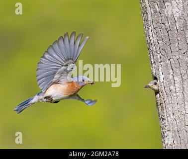 Bluebirds orientali - maschio Bluebird orientale in volo porta un ragno nel suo becco al suo compagno che sta aspettando al nido dell'albero. Questa immagine è anche AV Foto Stock