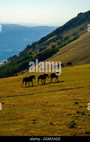 Cavalli selvatici al pascolo nel Parco Regionale del Monte Cucco, Umbria, Italia Foto Stock