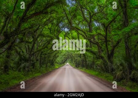 Botany Bay Edisto Island SC - Live Oak treess linea sulla strada che conduce al driftwood beahch a Edisto Island Botany Bay preserves Plantation. Questo Foto Stock