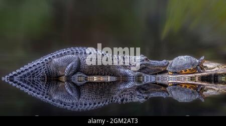 Coesistendo nella palude - un alligatore americano e una tartaruga riposano fianco a fianco su un albero morto vicino al corpo poco profondo dell'acqua. Un'alligatorsis americana Foto Stock