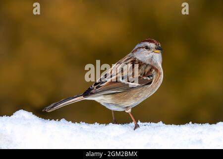 Ritratto American Tree Sparrow su neve fresca su sfondo caldo. Questa immagine è disponibile anche in bianco e nero. Per visualizzare un'immagine aggiuntiva Foto Stock