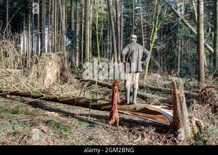 Un forester con il suo cane da caccia si erge su un tronco caduto dell'albero ed esamina i danni causati dalla tempesta nella foresta. Foto Stock