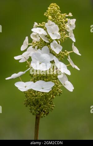 Segni di primavera - piccoli gruppi di fiori bianchi che sbocciano come la primavera rotola dentro. Questa immagine è disponibile anche in bianco e nero. Per visualizzare l'annuncio Foto Stock
