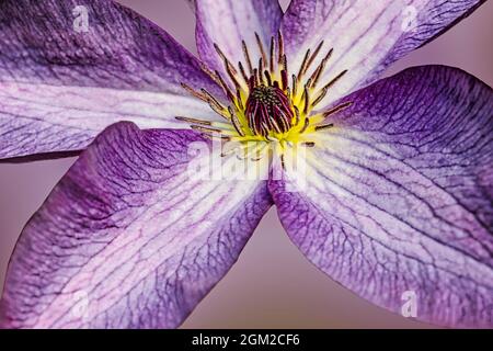 Closeup fiore viola e giallo clematis. Questa immagine è disponibile sia a colori che in bianco e nero. Per visualizzare altre immagini o foto Foto Stock