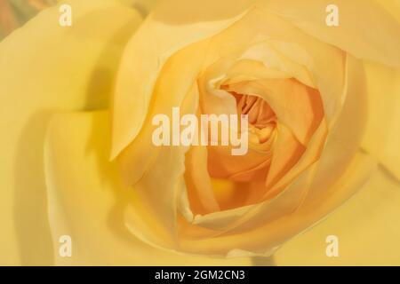 Yellow Rose Close Up - veduta stretta di un petalo giallo di rosa durante i mesi estivi. La Rosa è il fiore del mese di giugno. Questa immagine è avai Foto Stock