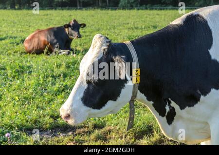 Bestiame di Fleckvieh (Bos primigenius taurus) su un pascolo in Germania, Europa Foto Stock