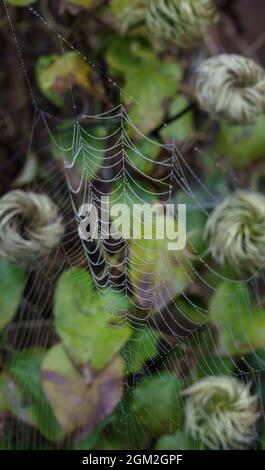 Un ragnatela di ragno del giardino (Araneus diadematus) che glistening con la rugiada del mattino Wiltshire Regno Unito Foto Stock