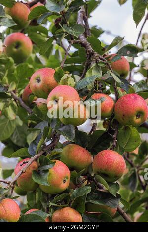 Un grappolo di mele rosse appese giù da un albero. Fuoco selettivo sulle mele più vicine. Foto Stock