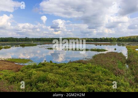 Un laghetto con isole di canna nella riserva Het Vinne vicino Zoutleeuw Foto Stock