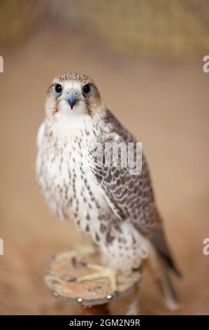 Falco peregrino (Falco Peregrinus) utilizzato per la caccia nel deserto in Arabia Saudita Foto Stock