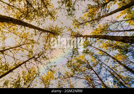 Un arcobaleno visibile attraverso il baldacchino dei pini nella foresta riservata di Itshyrwat a Shillong, Meghalaya, India. Foto Stock