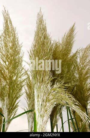 Cortaderia selloana, comunemente noto come pampas erba Foto Stock